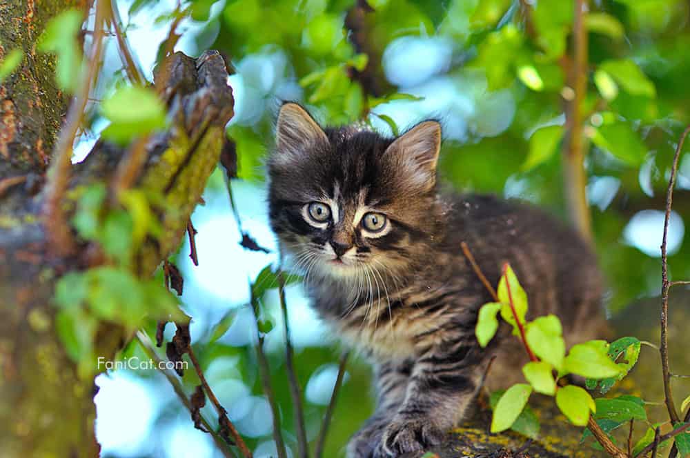 Anak kucing di atas pohon