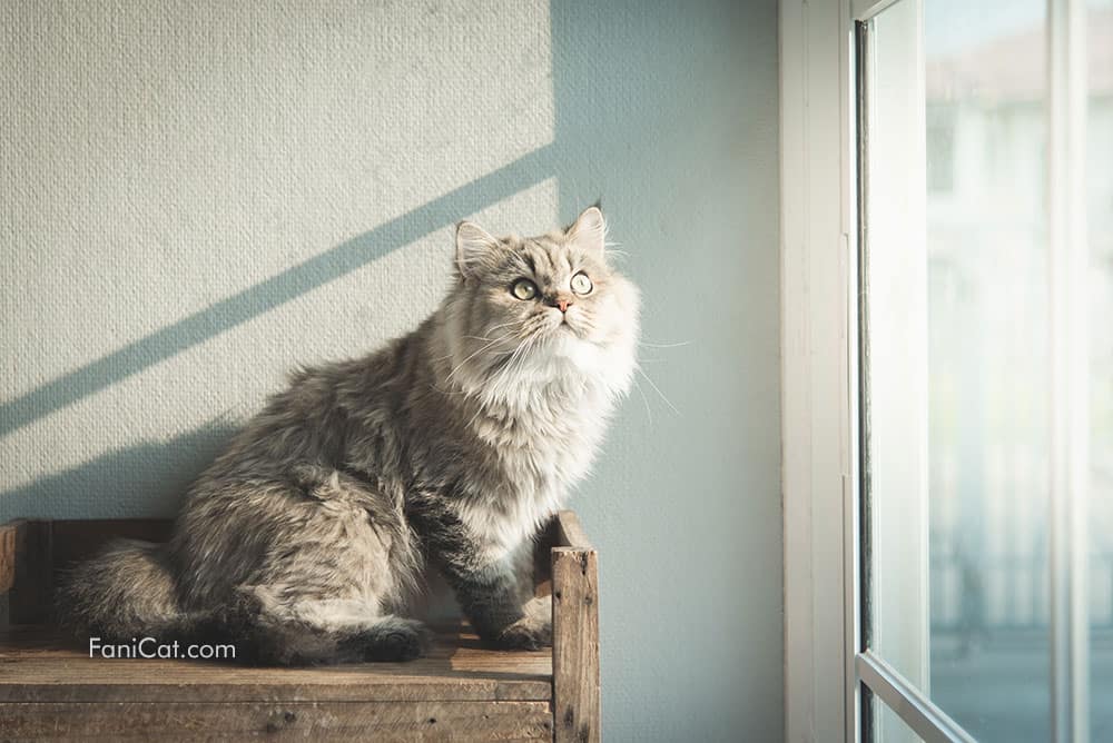 Foto kucing cantik tembem
