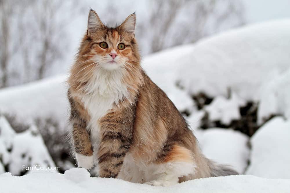 Gambar kucing menggemaskan Norwegian Forest