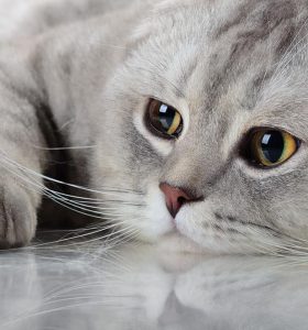 Gambar kucing Scottish Fold imut