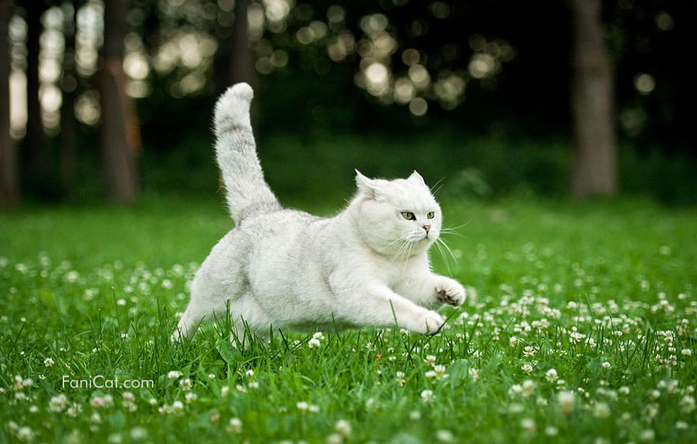 Kucing British Shorthair menggemaskan