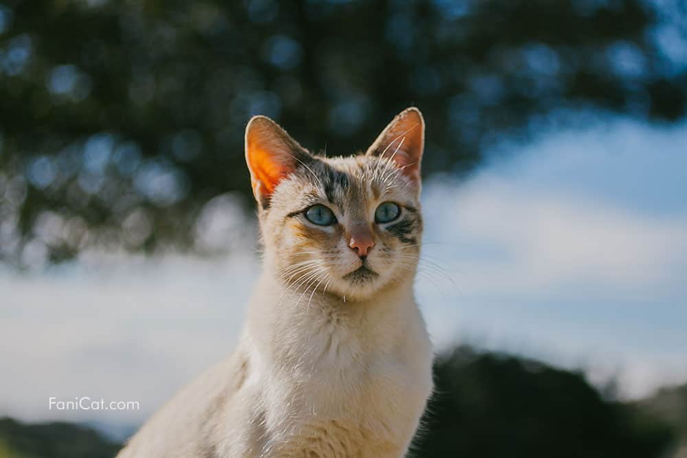 Kucing Eropa cantik