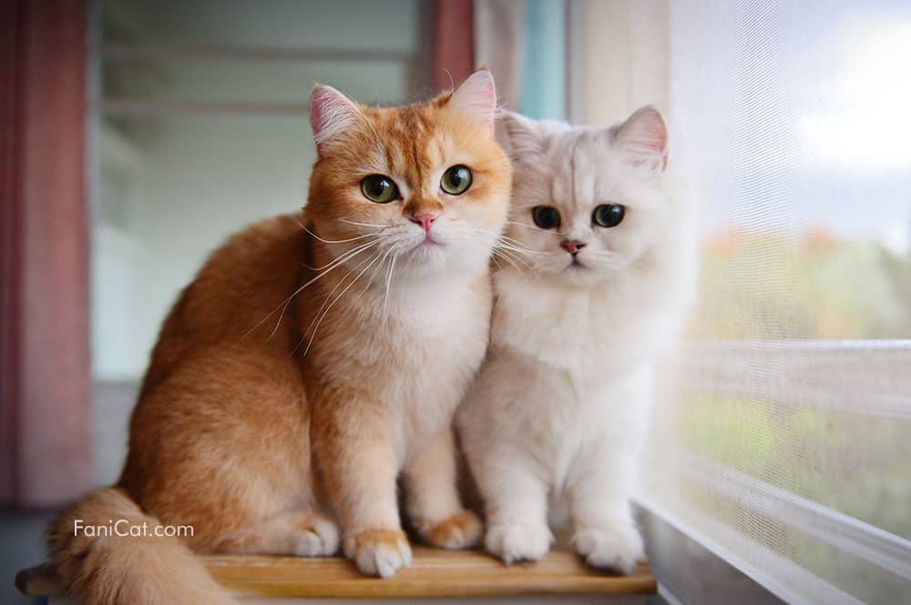 Pasangan kucing imut