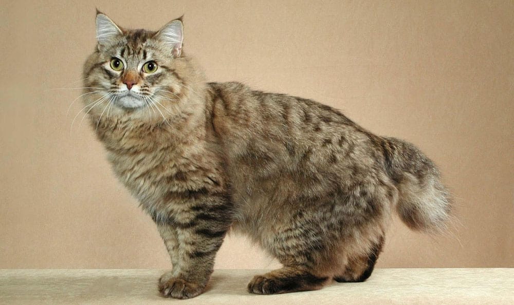 Kucing American Bobtail