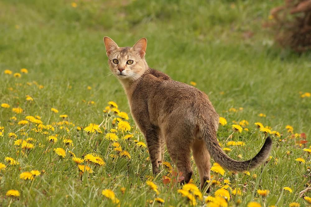 Kucing Chausie