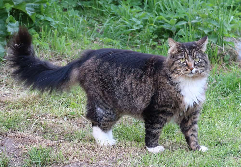 Kucing Norwegian Forest