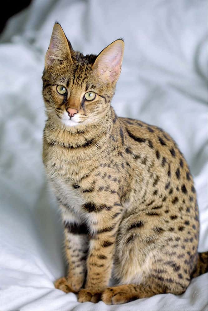 Kucing Savannah