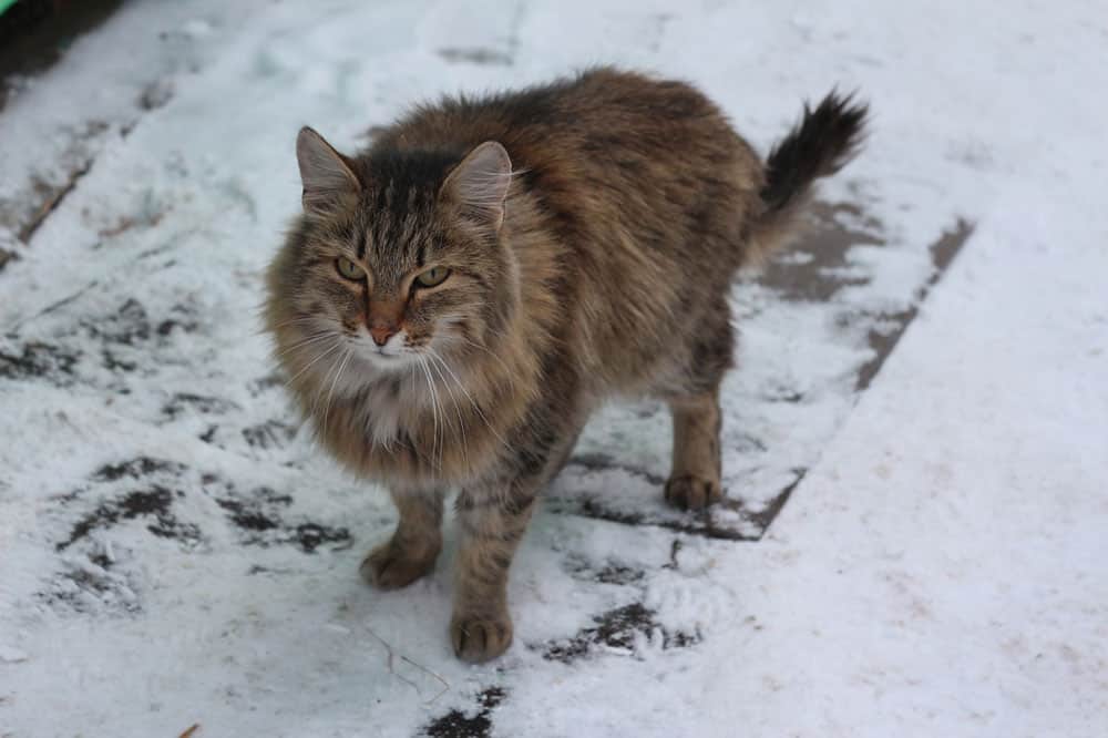 Kucing Siberia