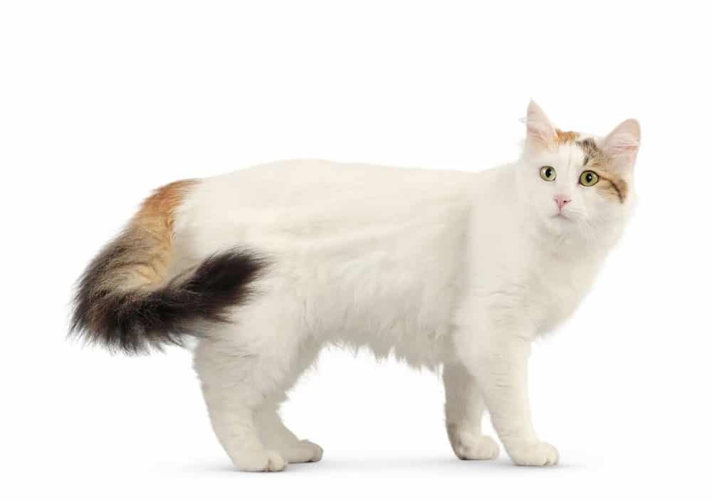 Kucing Turkish Van