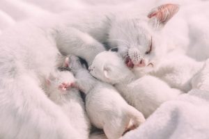 Apakah Anak Kucing Baru Lahir Boleh Dipegang?