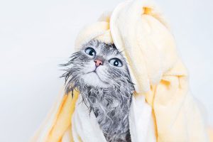 Cara mengeringkan kucing tanpa hairdryer dan blower
