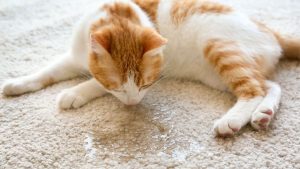 Cara menghilangkan bau kencing kucing
