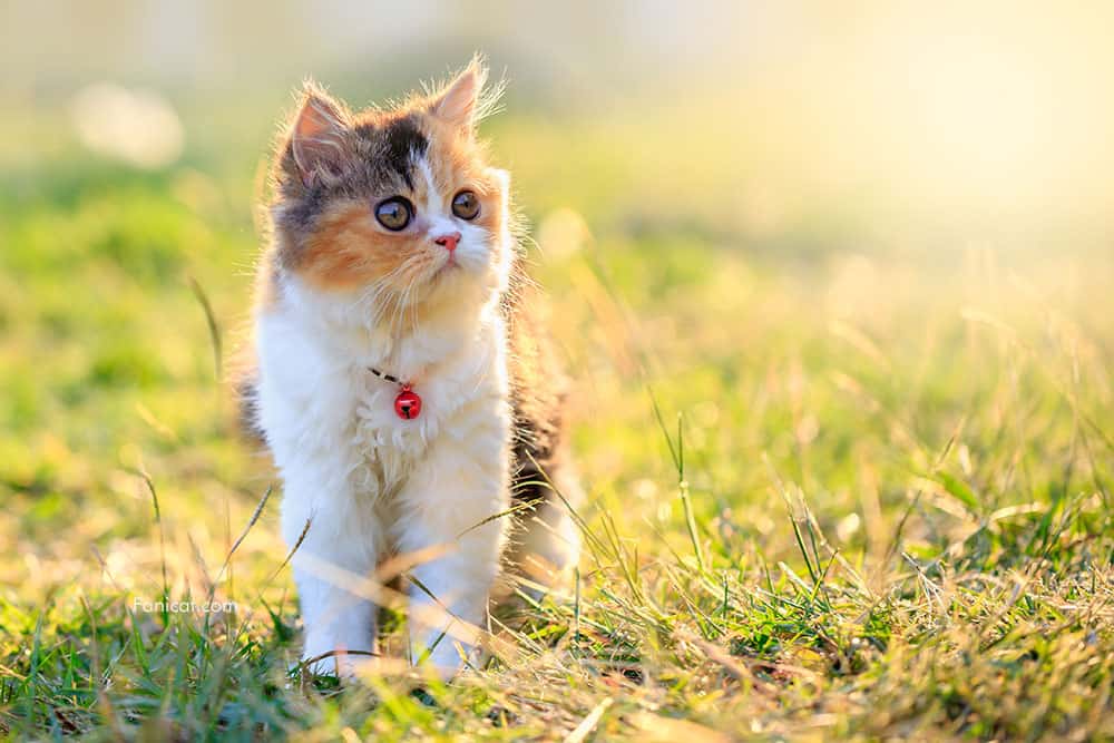 Gambar anak kucing persia