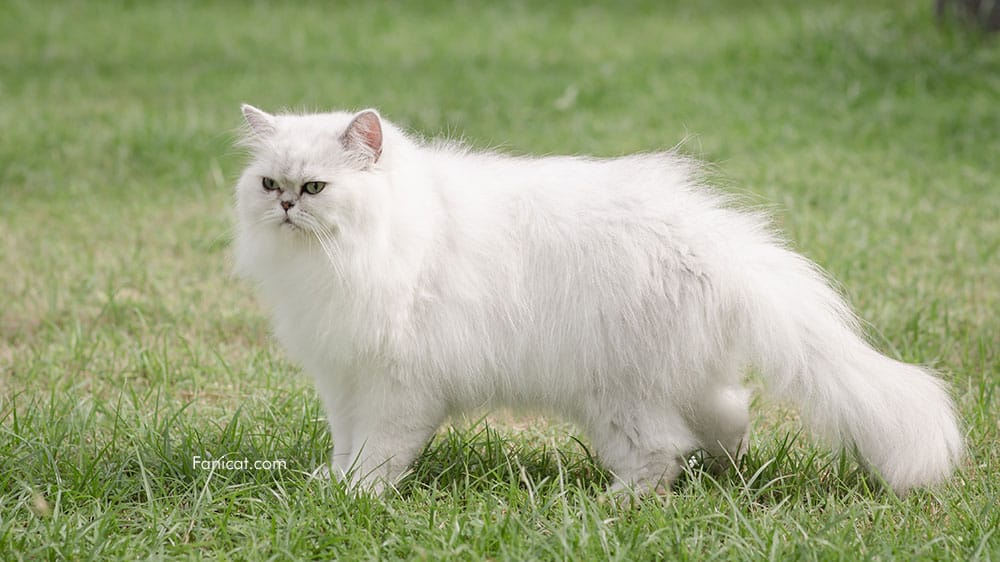Gambar kucing persia putih