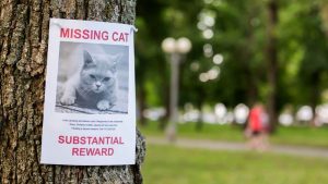 Cara menemukan kucing yang hilang