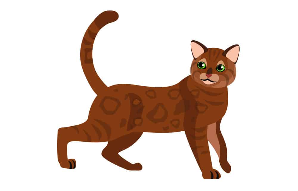 Gambar kucing kartun coklat
