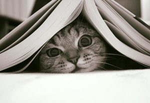 Buku tentang kucing