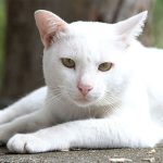 60 + Inspirasi Nama Kucing Jawa Jantan dan Betina // FaniCat