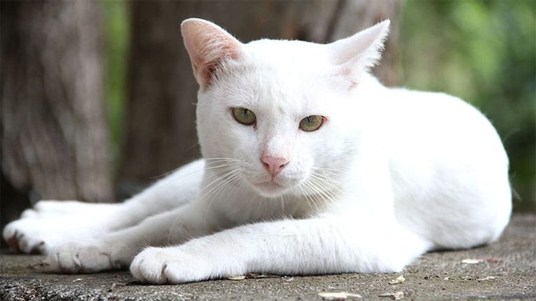 Nama kucing putih