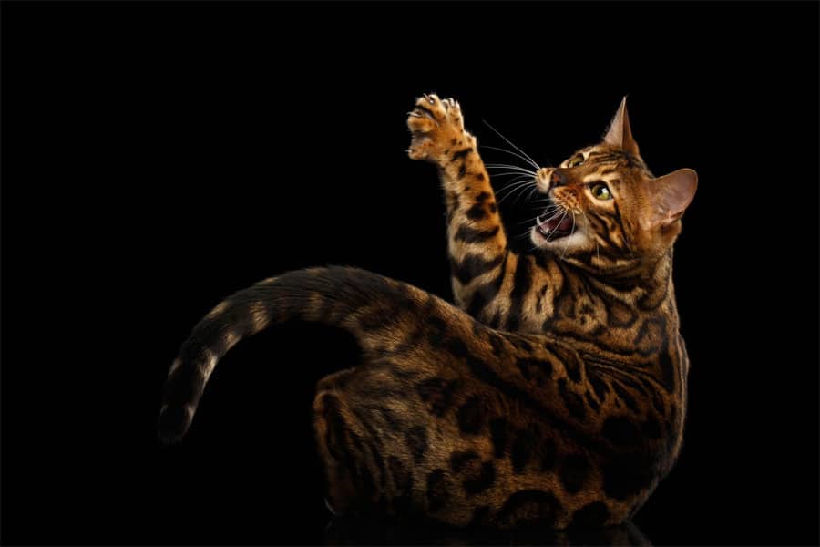 Kucing Bengal sangat aktif