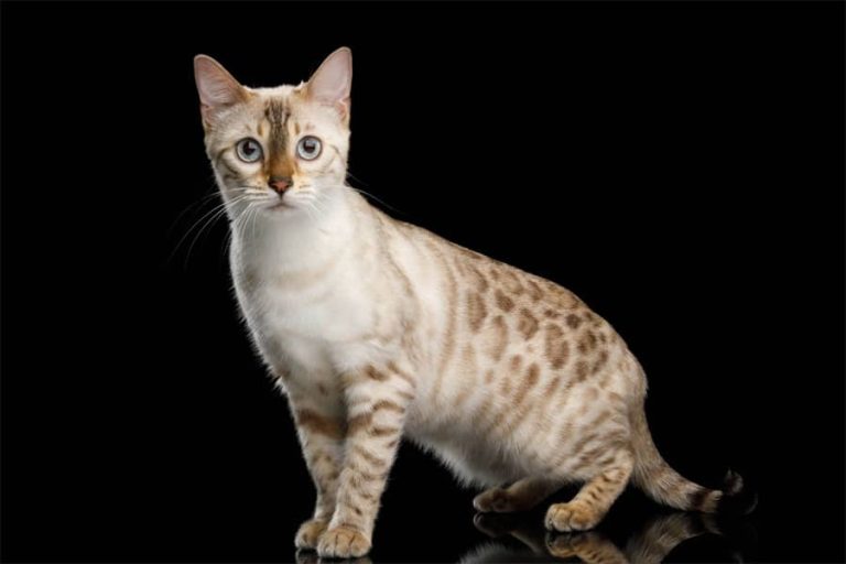 Kucing Bengal: Sejarah, Karakter, Ciri & Cara Merawatnya // FaniCat