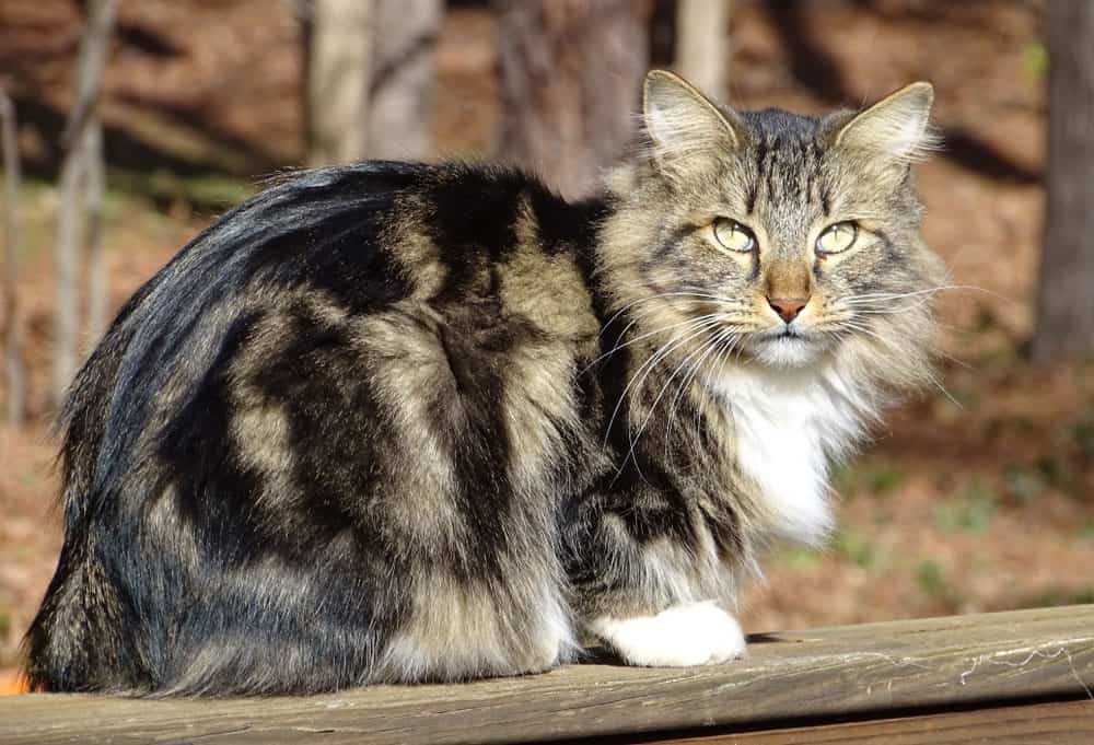 Kucing American Bobtail longhair