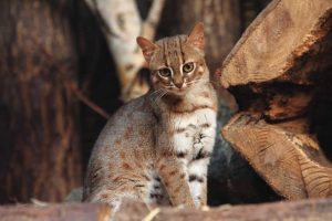 Rusty Spotted Cat kucing terkecil di dunia