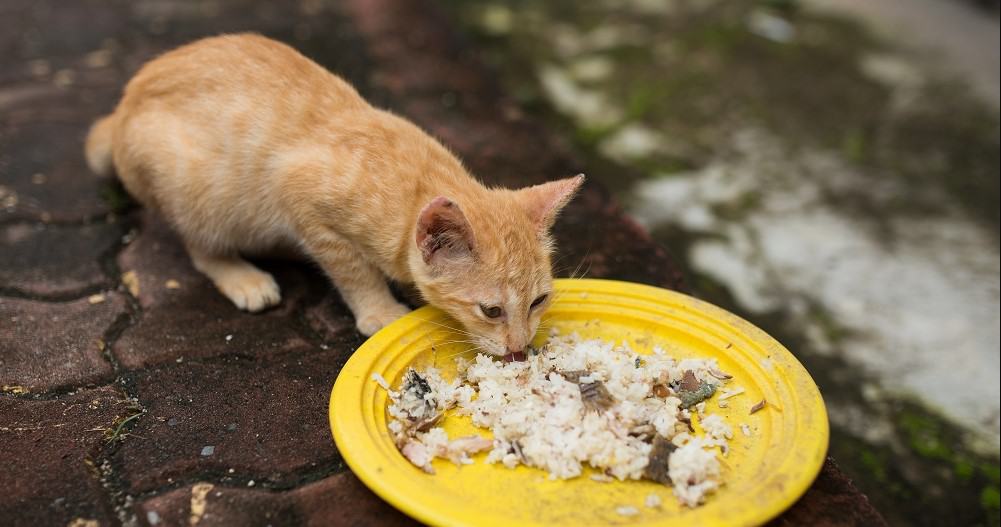 Bolehkah kucing makan nasi