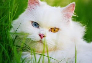 Kucing odd eye