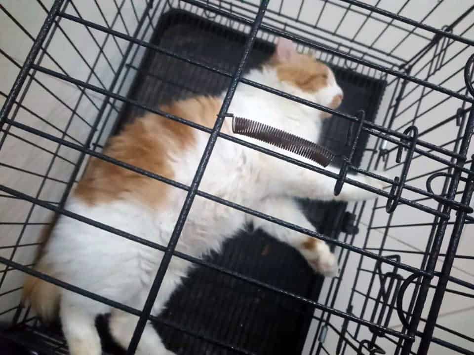 Kucing Sesak Nafas Apa Sebabnya Ya? Bagaimana Penanganannya?