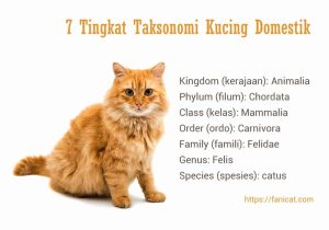 Taksonomi kucing