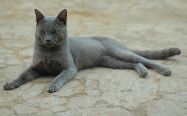 Kucing Busok