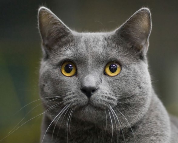 Kucing Chartreux