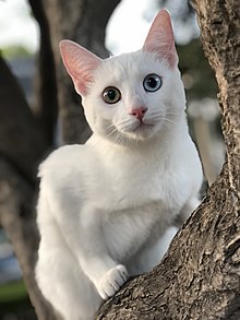 Kucing Khao Manee