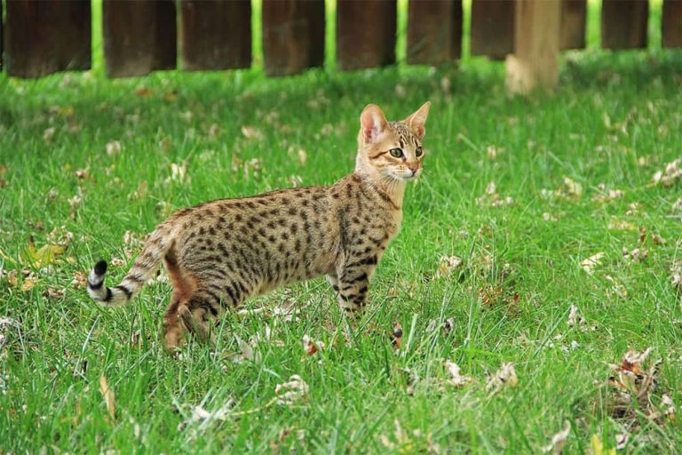 Kucing termahal di dunia