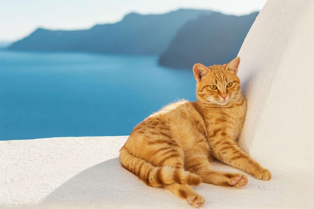 Kucing Aegean Yunani