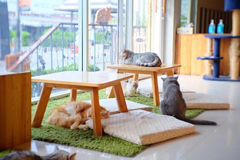 Cat cafe