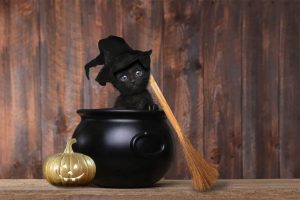 Mitos kucing hitam