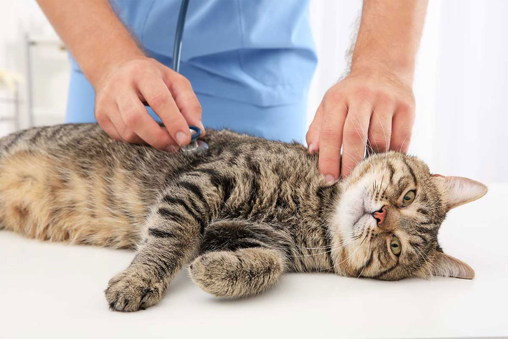 Dokter hewan kucing