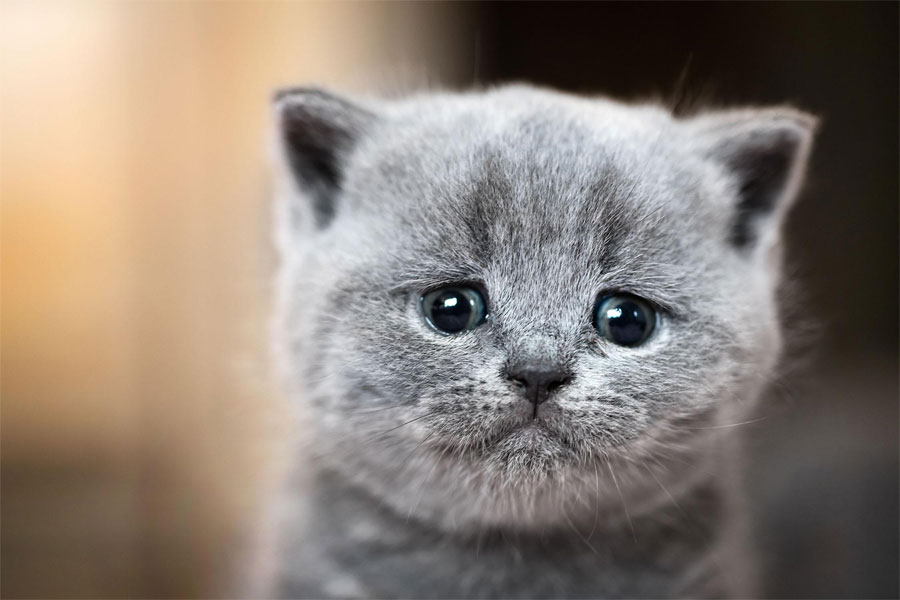 Foto anak kucing sedih