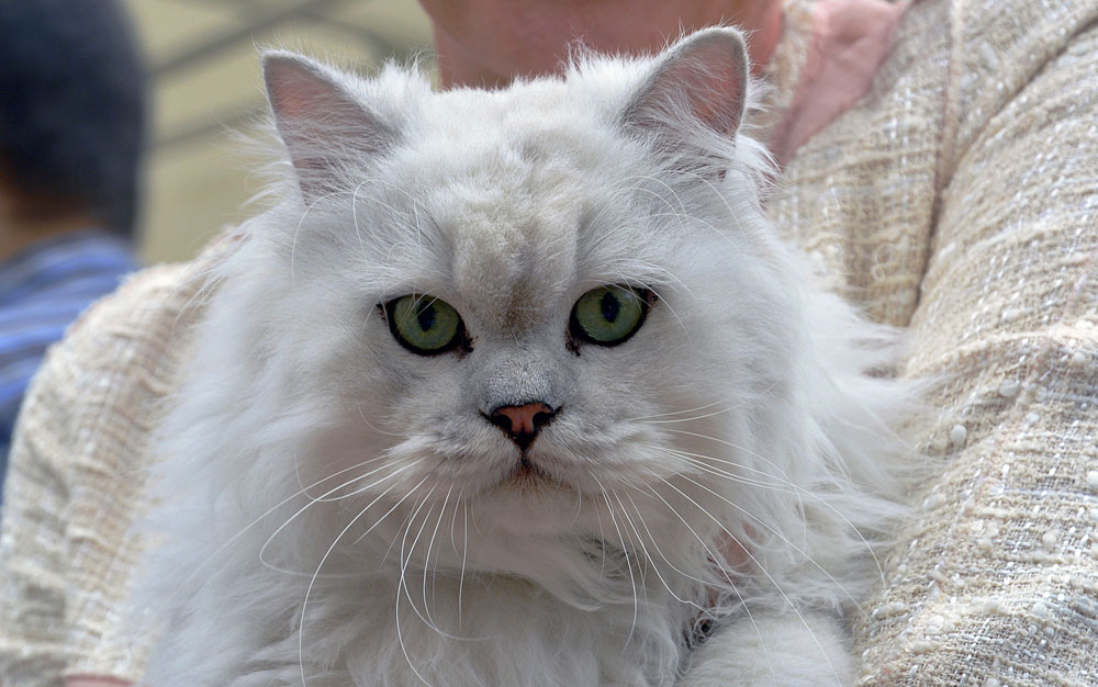 Gambar kucing putih gemuk