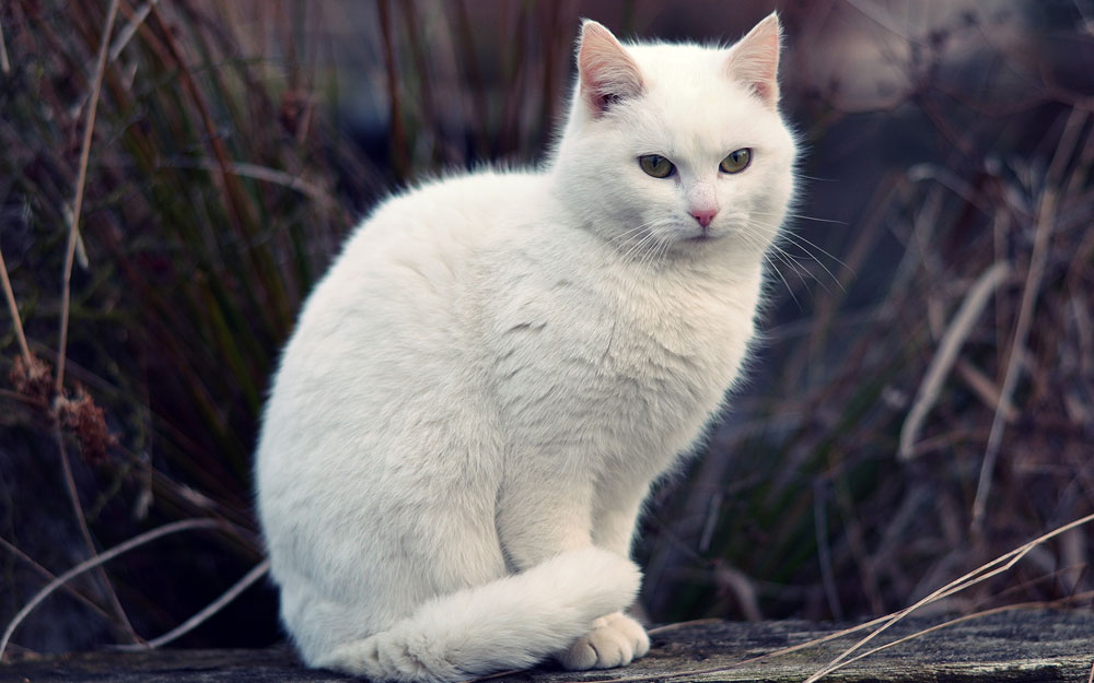 Gambar kucing putih imut
