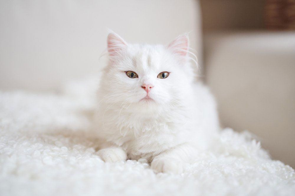 Gambar kucing putih lucu