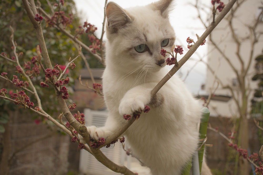 Gambar kucing putih memanjat pohon
