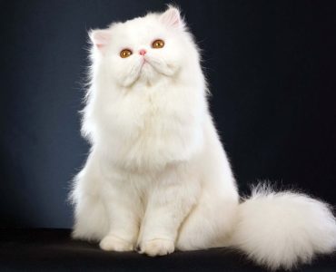 Gambar kucing putih Persia