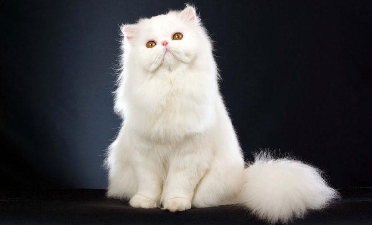 Gambar kucing putih Persia