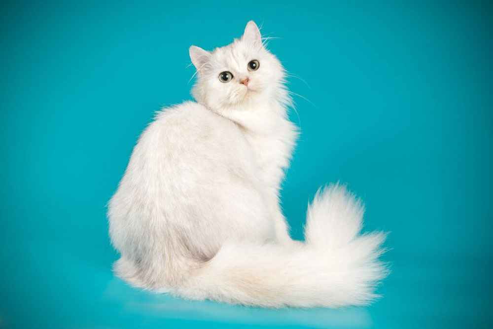 Gambar kucing putih Scottish Straight