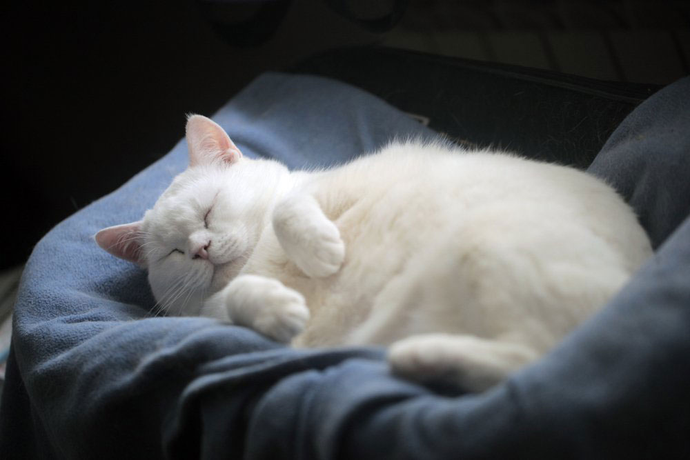 Gambar kucing putih tidur