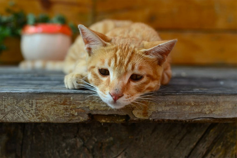 Kucing oranye sedih
