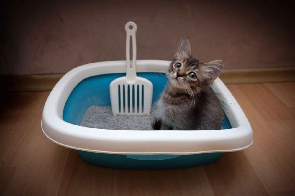 Toilet kucing